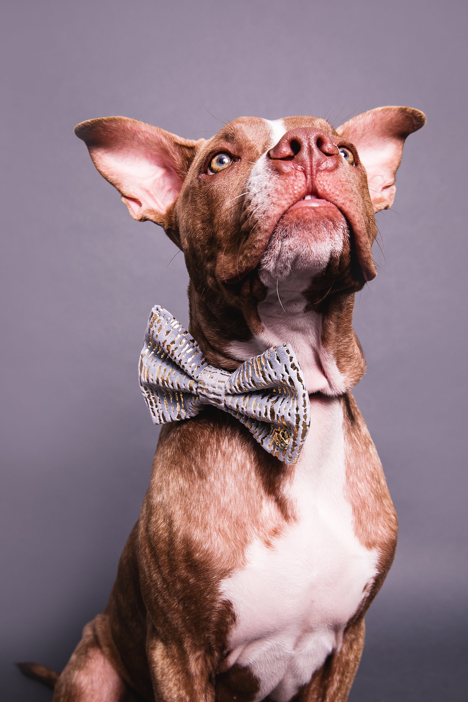 Der Oscar Velour Hund Fliege Hund Fliege Hund Hochzeit Etsy