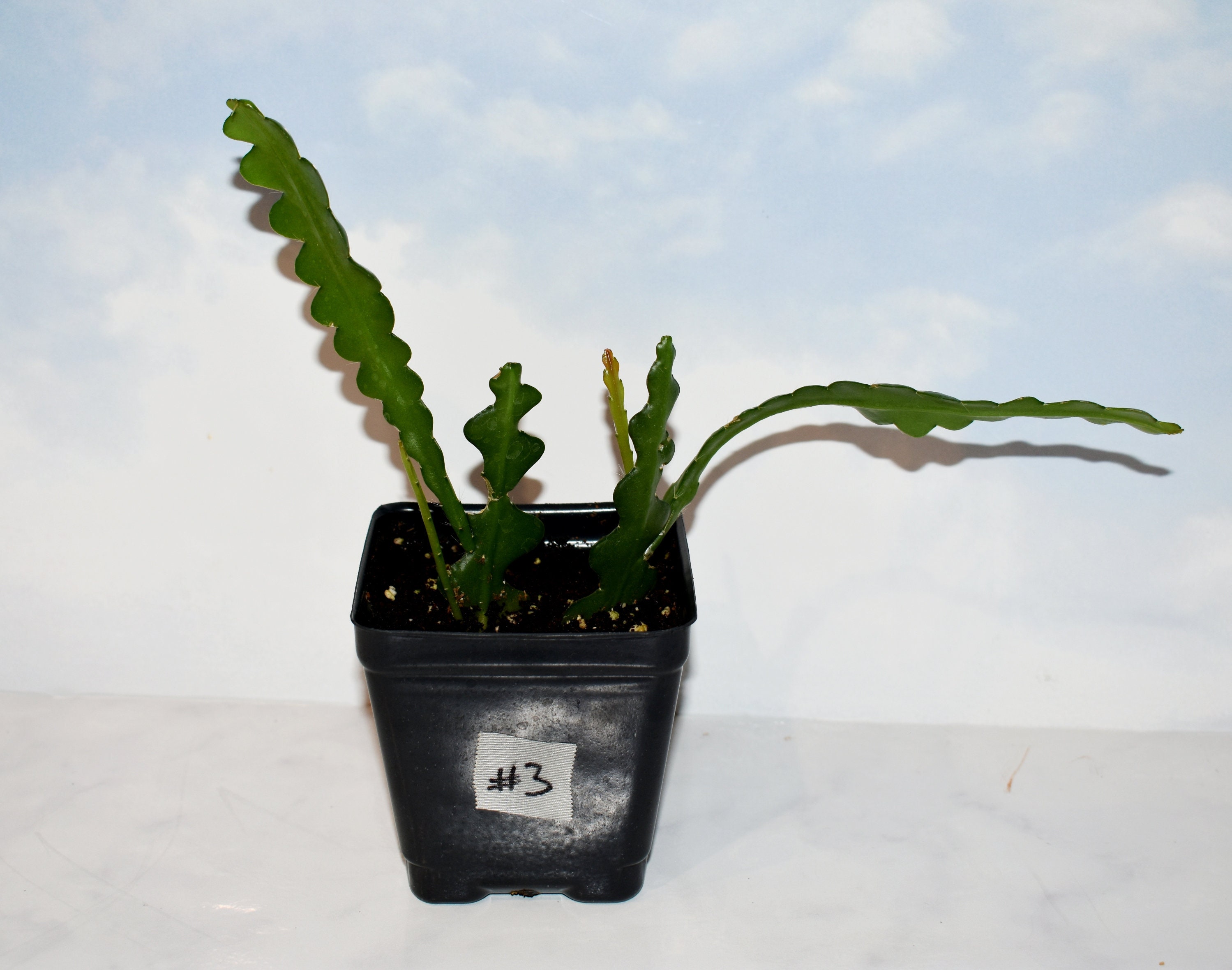 zigzag plant clipping zigzag plant clipping