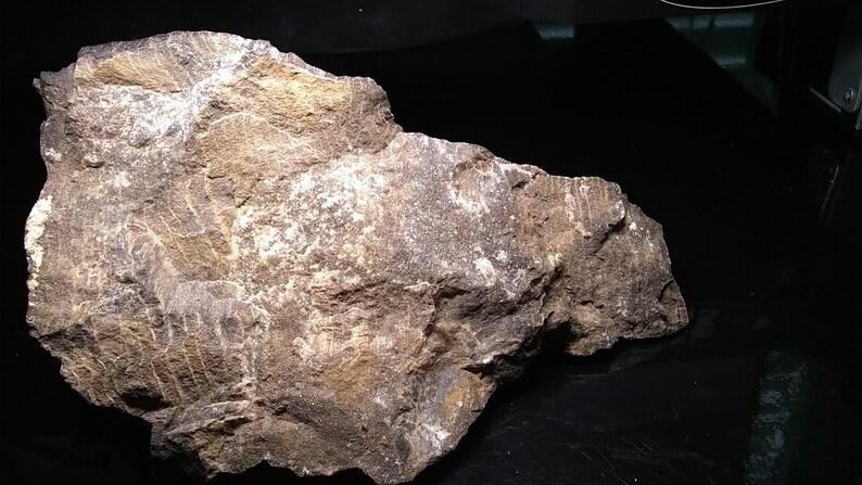 Petrified Wood Specimen 1.5 Lbs