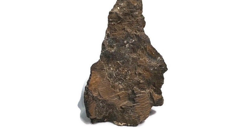 Petrified Wood Specimen 1.5 Lbs