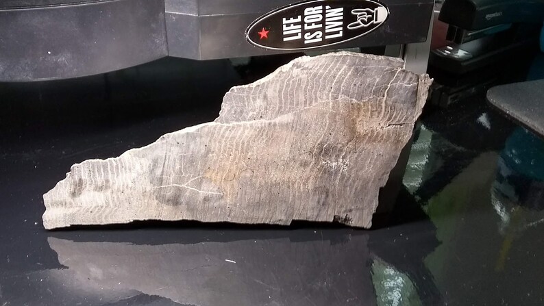 Petrified Wood Specimen 1.5 Lbs