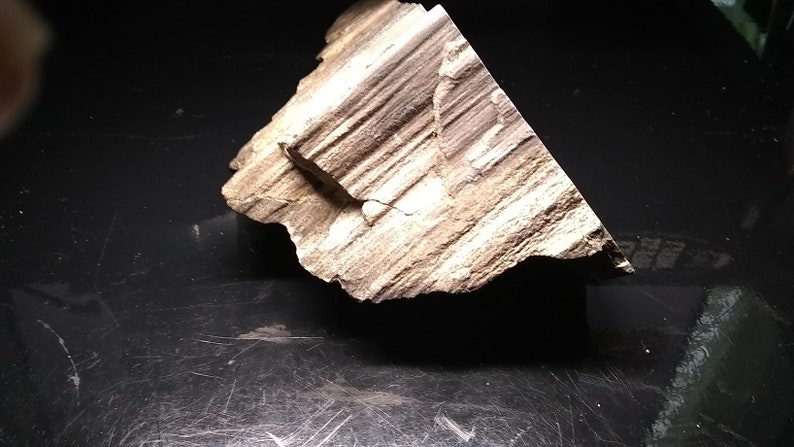 Petrified Wood Specimen 1.5 Lbs