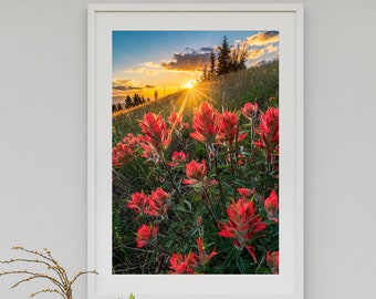 Summer Wildflower Sunset Photo - Indian Paintbrush Wildflowers Fine Art, Landscape Photography Print, Mountain Home Decor, Colorado Wall Art