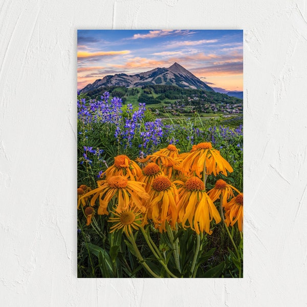 Crested Butte Colorado Wildflower Photo - Mountain Home Wall Art - Summer Landscape Photography Print