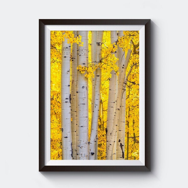 Autumn Aspen Forest Photo - Nature Photography Giclee Prints, Rustic Home Wall Decor, Fall Colors Wall Art, Picture of Yellow Aspen Leaves