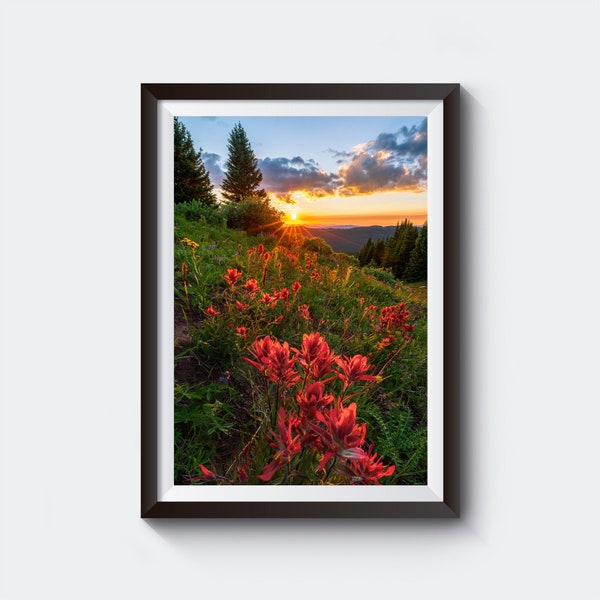 Indian Paintbrush Wildflower Sunset Picture - Colorado Wall Art - Fine Art Giclee Print - Landscape Photography