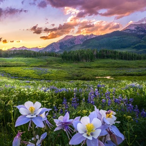 Crested Butte Fine Art Photography, Scenic Colorado Wall Art, Sunset Photo, Columbine Wildflower Picture, Landscape Print by Daniel Forster