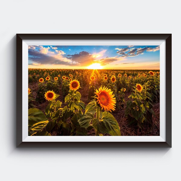 Sunflower Field Sunset Photography - Sunset Wall Art - Picture of Sunflowers - Professional Landscape Photography by Daniel Forster