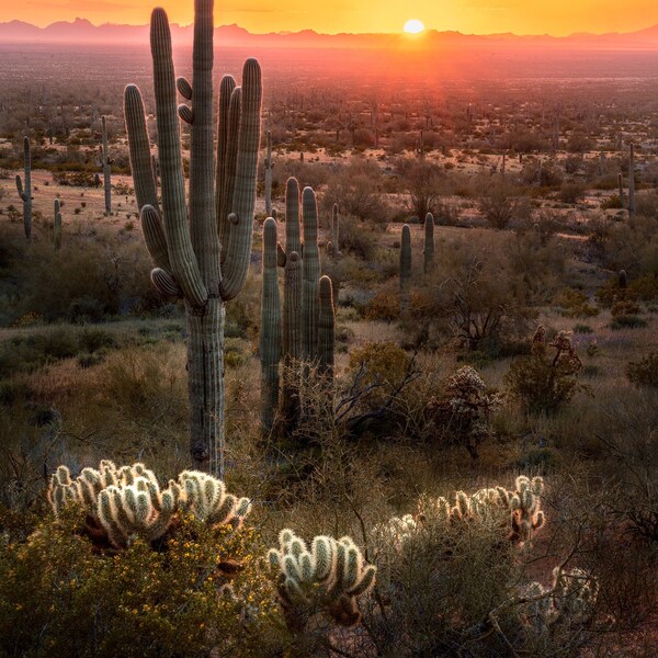 Arizona Wall Art - Sonoran Desert Photography Print - Vertical Sunset Photo - Cactus Image - Landscape Fine Art Print by Daniel Forster