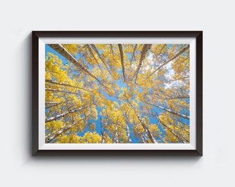 Aspen Forest Wall Art Print - Nature Photography, Colorado Autumn Colors, Fine Art Picture