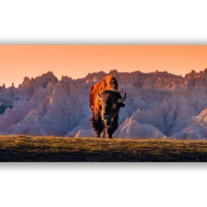 National Park Wildlife Photo, Bison in South Dakota Badlands, Picture of American Buffalo, Sunset Wall Art, Fine Art Print by Daniel Forster