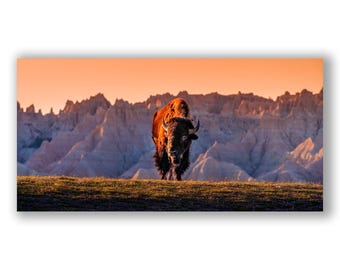 National Park Wildlife Photography Print - Badlands South Dakota American Buffalo Photo - Fine Art Sunset Image - Beautiful Bison Photograph