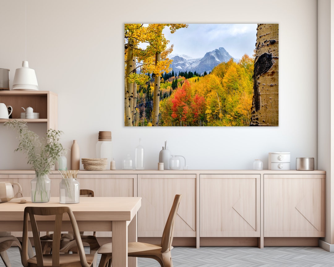 Colorado Aspen Forest Landscape Picture Ouray Colorado Photography