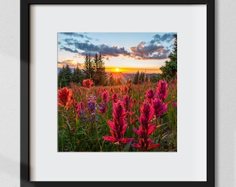 Wildflower Wilderness Landscape Photo - Indian Paintbrush Square Picture - Colorado Square Wall Art - Nature Photography - Fine Art Prints