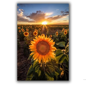 Sunflower Photography Print - Sunset Wall Art - Beautiful Fine Art Photo - Great Gift Idea - Fine Art Nature Image by Daniel Forster