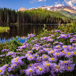 San Juan Mountains Photo: Woods Lake Wildflower Landscape Art Print
