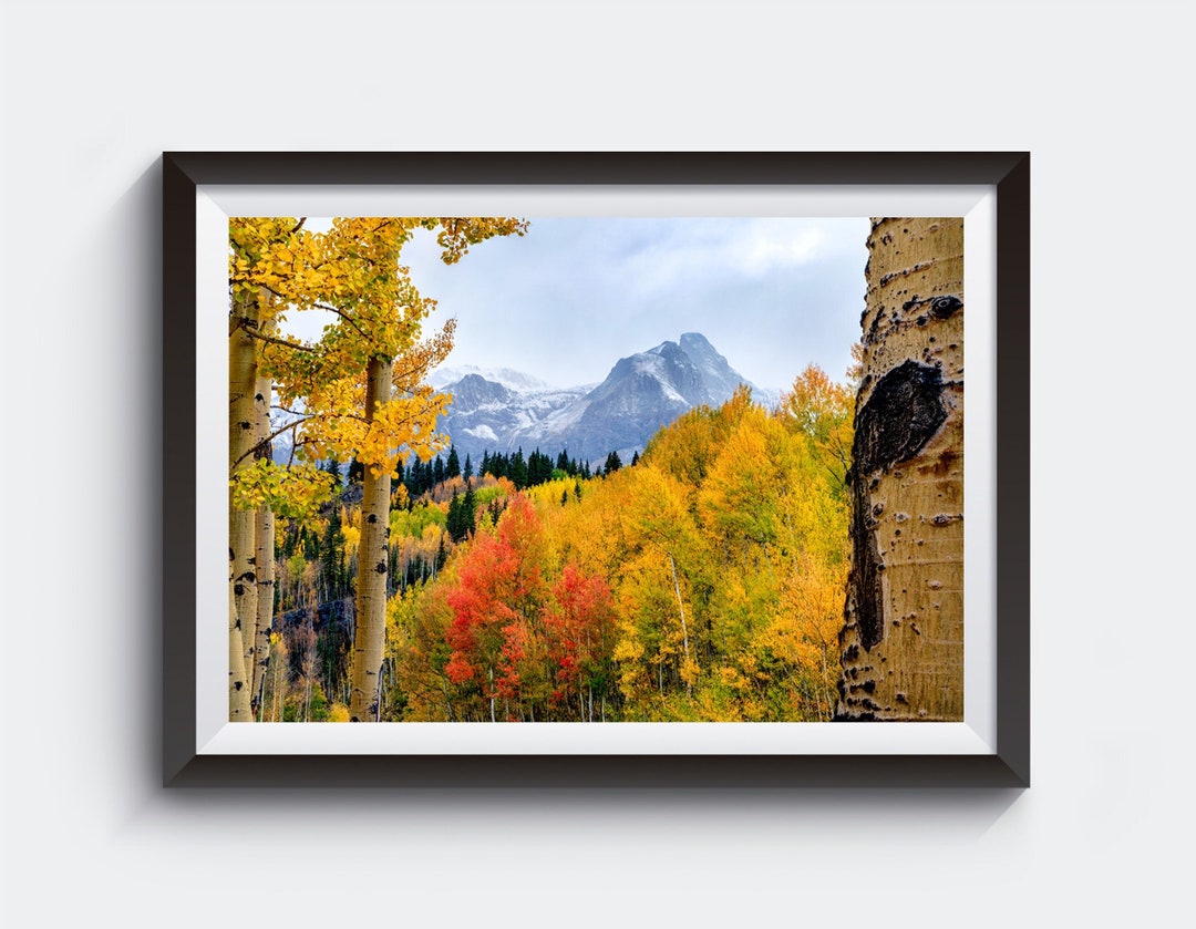 Colorado Aspen Forest Landscape Picture Ouray Colorado Photography