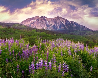 Colorado Wildflowers Sunrise Photo - Mountain Landscape Photography Print - Kebler Pass Fine Art Image by Daniel Forster