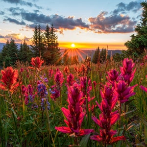 Indian Paintbrush Sunset Landscape Photo - Square Wall Art - Colorado Wildflower Wilderness Landscape Nature Photography by Daniel Forster