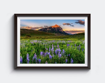 Crested Butte Wildflowers Photo - Colorado Mountain Wall Art - Landscape Photography Prints