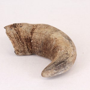 May include: A large, brown, dried animal horn with a rough, textured surface. The horn is curved and has a pointed tip.