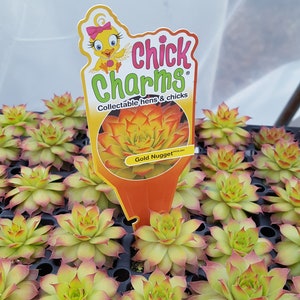 May include: A tray of 'Gold Nugget' succulents, featuring vibrant green and red-tipped leaves. A Chick Charms label displays a cartoon chick and the text 'Chick Charms Collectable hens & chicks'.