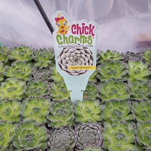 Chick Charms &quot; SUGAR SHIMMER &quot; Sempervivum Live Succulent Plant Perennial