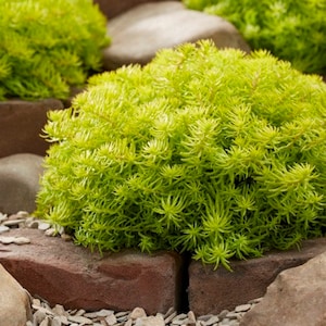 Sedum SUNSPARKLER "ANGELINA'S TEACUP" Stonecrop Succulent Plant in 3 1/2" pot