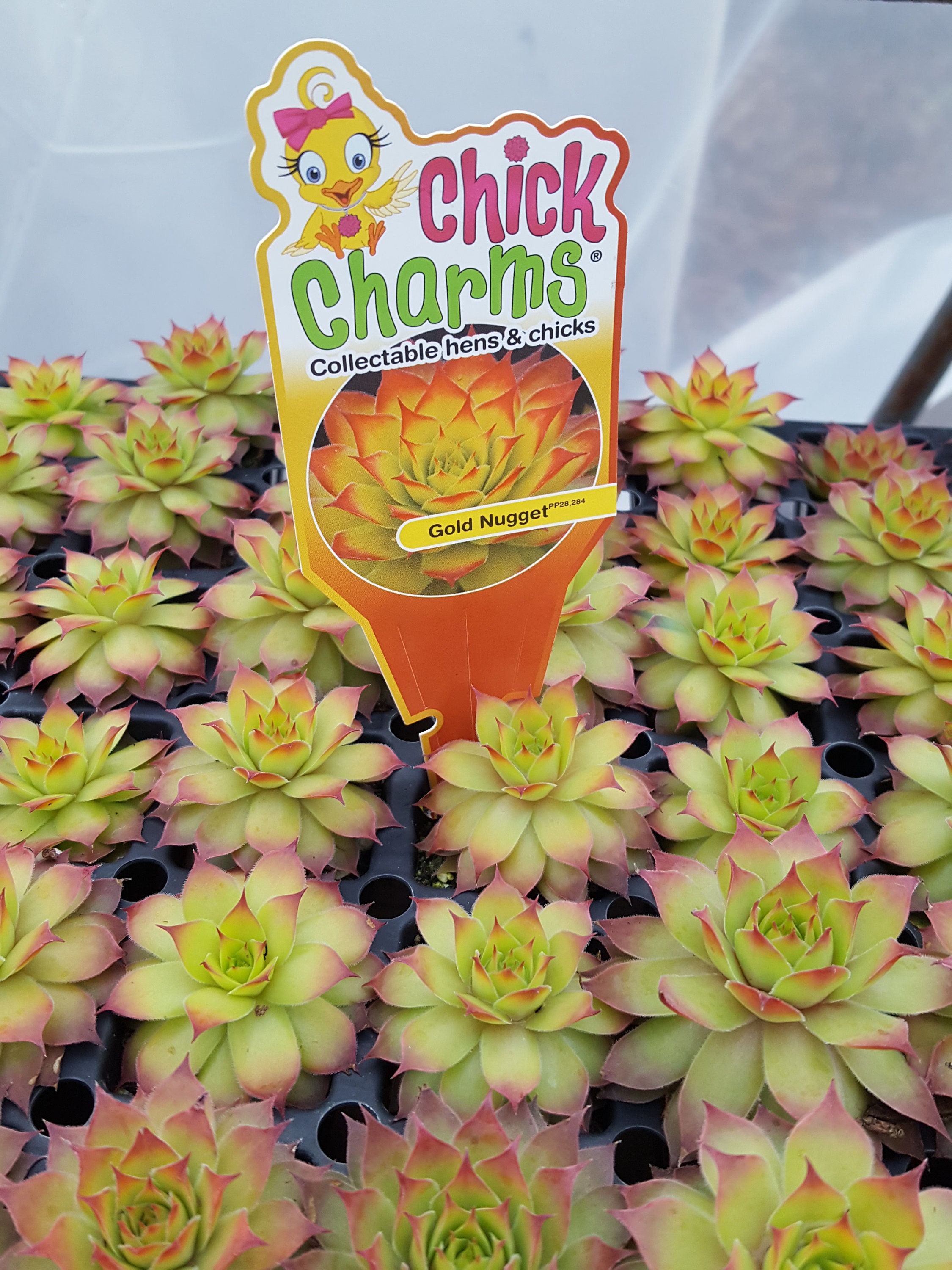 Chick Charms NUGGET Live - Etsy España