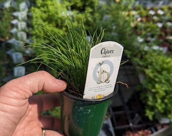 CHIVES GARLIC " Allium Tuberosum " Live Plant in 3 1/2" pot