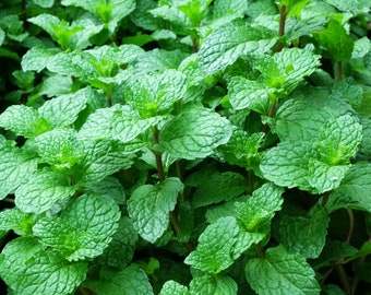 MOJITO MINT " Mentha Mojito " Live Plant in 3 1/2" pot