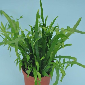 Hort Couture Homalocladium Ribbons & Curls ’ Ornamental | Etsy