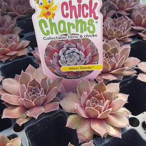 Chick Charms " SILVER SUEDE " Sempervivum Live Succulent Plant Perennial Liner