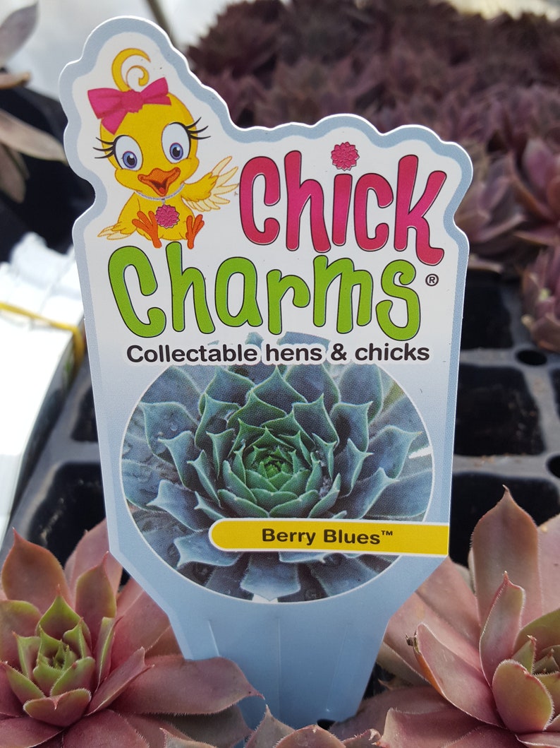 Chick Charms BERRY BLUES Sempervivum Live Succulent Plant Perennial