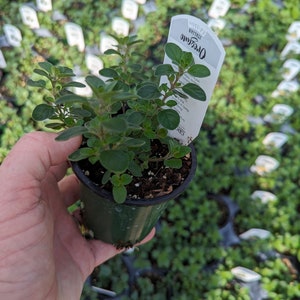 May include: An Italian oregano plant in a small black plastic pot with a white plant tag that reads Oregano Italian Ed-Ables. The plant has small, rounded, green leaves on thin stems, with soil visible at the base of the plant inside the container.