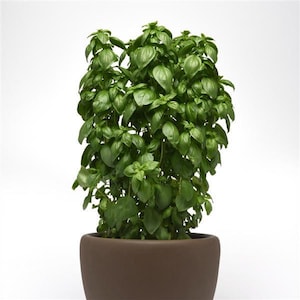 Basil EVERLEAF EMERALD TOWERS " Ocimum basilicum " Live Plant in 3 1/2" pot