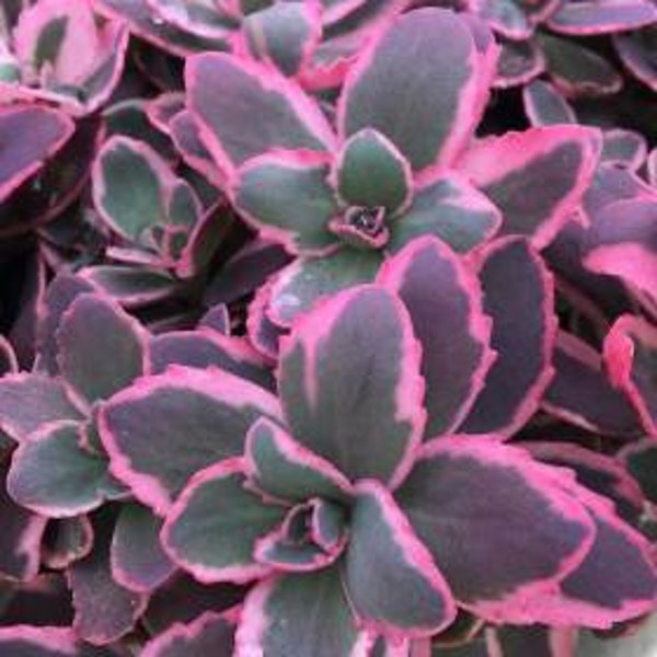 Sedum SUNSPARKLER " DREAM DAZZLER " Stonecrop Succulent Plant Liner