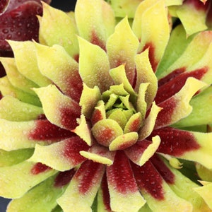 Chick Charms " LEMON WAVES " Sempervivum Live Succulent Plant Perennial Liner
