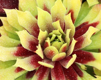 Chick Charms " LEMON WAVES " Sempervivum Live Succulent Plant Perennial Liner