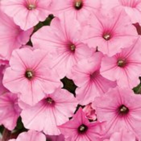 Proven Winners Petunia Supertunia Vista Bubblegum in 4.25" Grande Pot