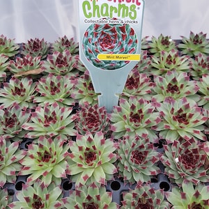 Chick Charms " MINT MARVEL " Sempervivum Live Succulent Plant Perennial