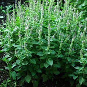 May include: A lush green basil plant featuring numerous upright flowering stalks with small white blossoms. The plant has dense, pointed, vibrant green leaves and is growing in dark soil, showing a healthy and full growth pattern throughout.