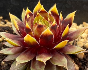 Chick Charms " GOLD RUSH " Sempervivum Live Succulent Plant Perennial in a 2 1/2" pot