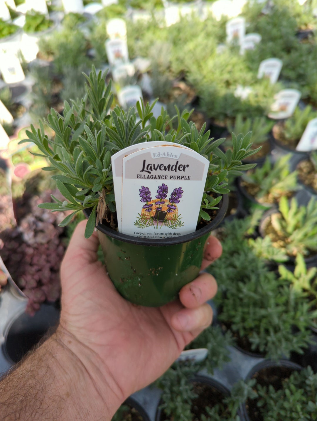 English Lavender ELLAGANCE PURPLE Lavandula Plant in 3 1/2 Pot Etsy