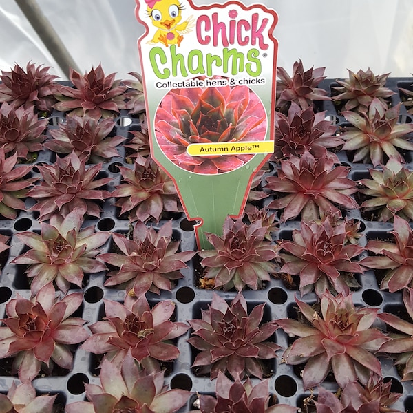 Chick Charms " AUTUMN APPLE " Sempervivum Live Succulent Plant Perennial