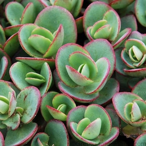 Sedum SUNSPARKLER &quot; LIME ZINGER &quot; Stonecrop Succulent Plant Liner