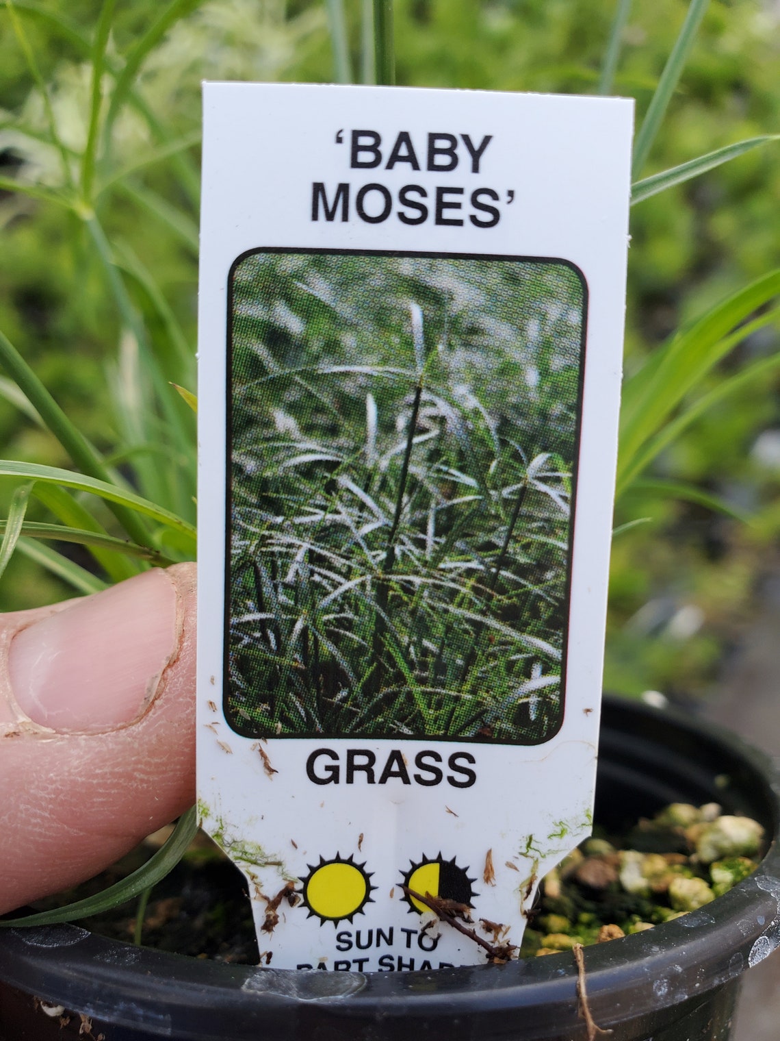 Cyperus Baby Moses’ Papyrus Ornamental Grass Plant in 3 | Etsy