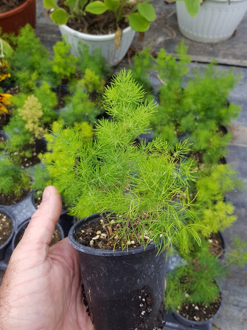 ming fern ming fern