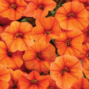 Proven Winners Calibrachoa Superbells Dreamsicle in 4.25 Grande Pot image 1