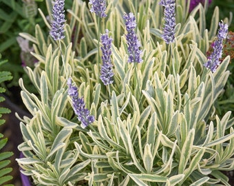 Könnte beinhalten: Eine Topfpflanze mit Lavendel, die panaschierte Blätter in Grün und Weiß sowie violette Blüten hat.